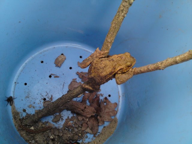 2009 Crapaudrome de Guiperreux 31